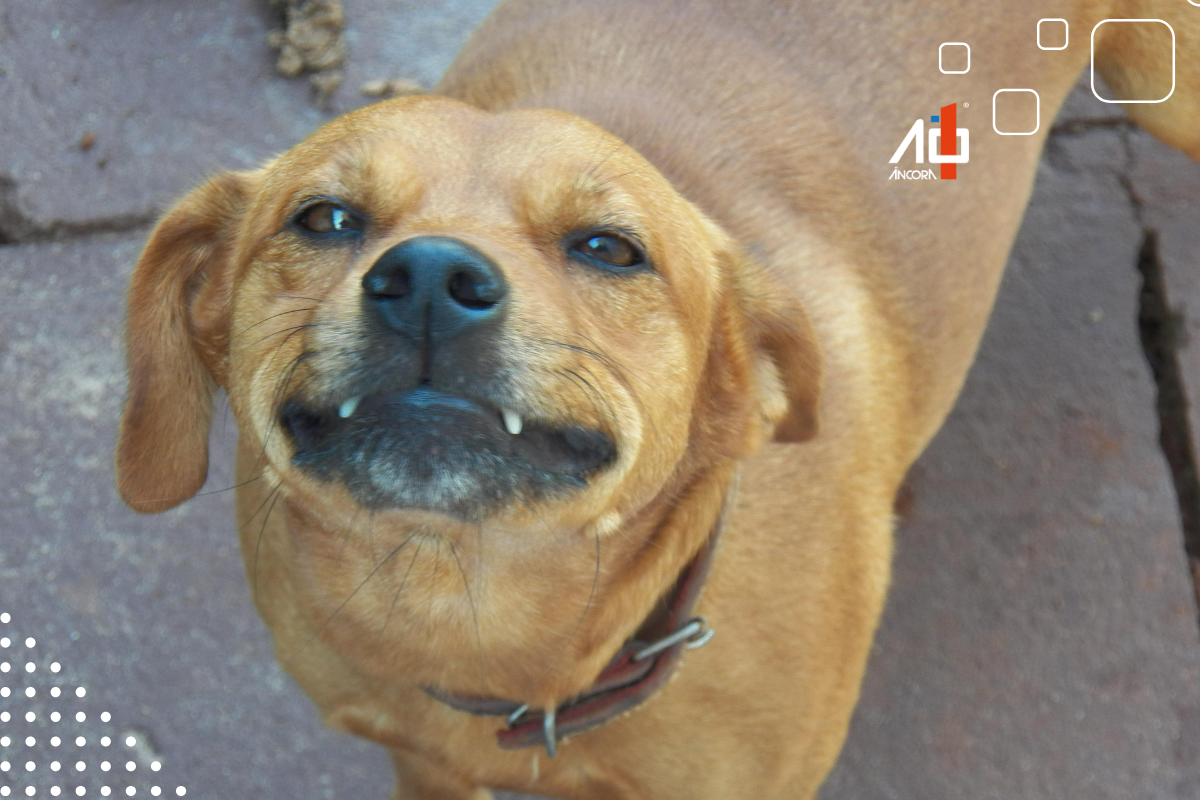 Descrição da imagem