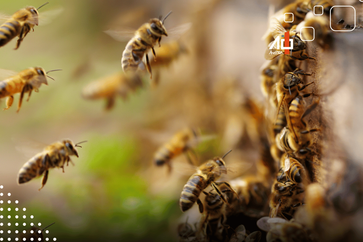 Descrição da imagem