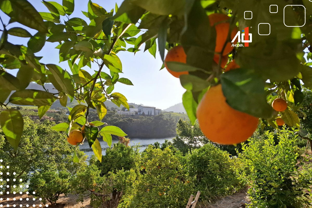 Descrição da imagem