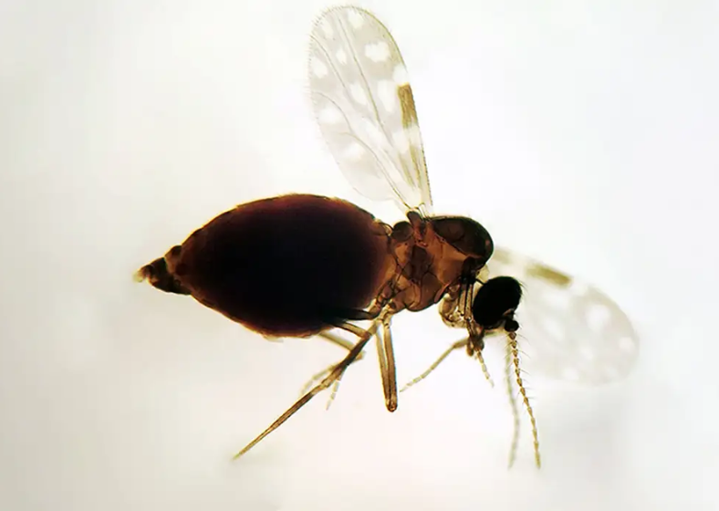 Descrição da imagem