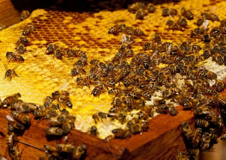 Descrição da imagem