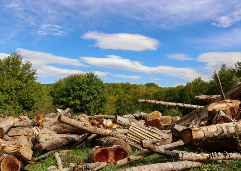 Descrição da imagem