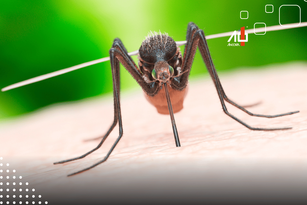 Descrição da imagem