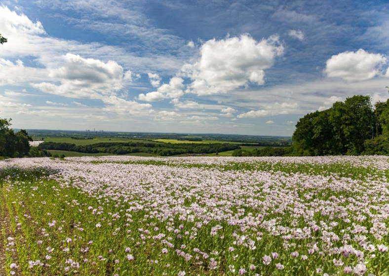 Descrição da imagem