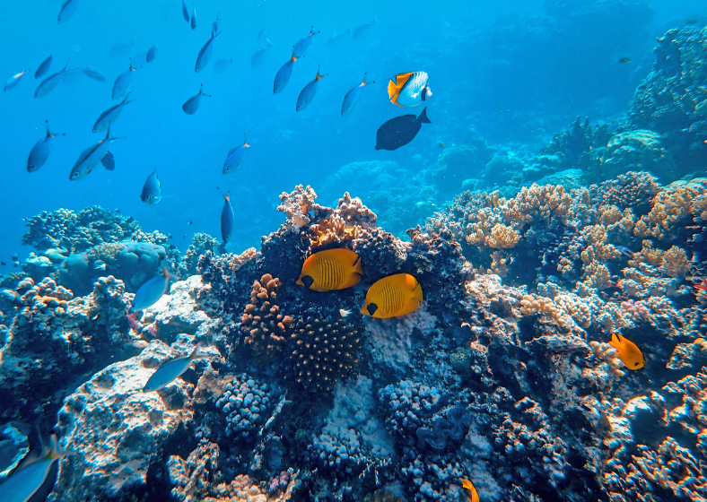 Descrição da imagem