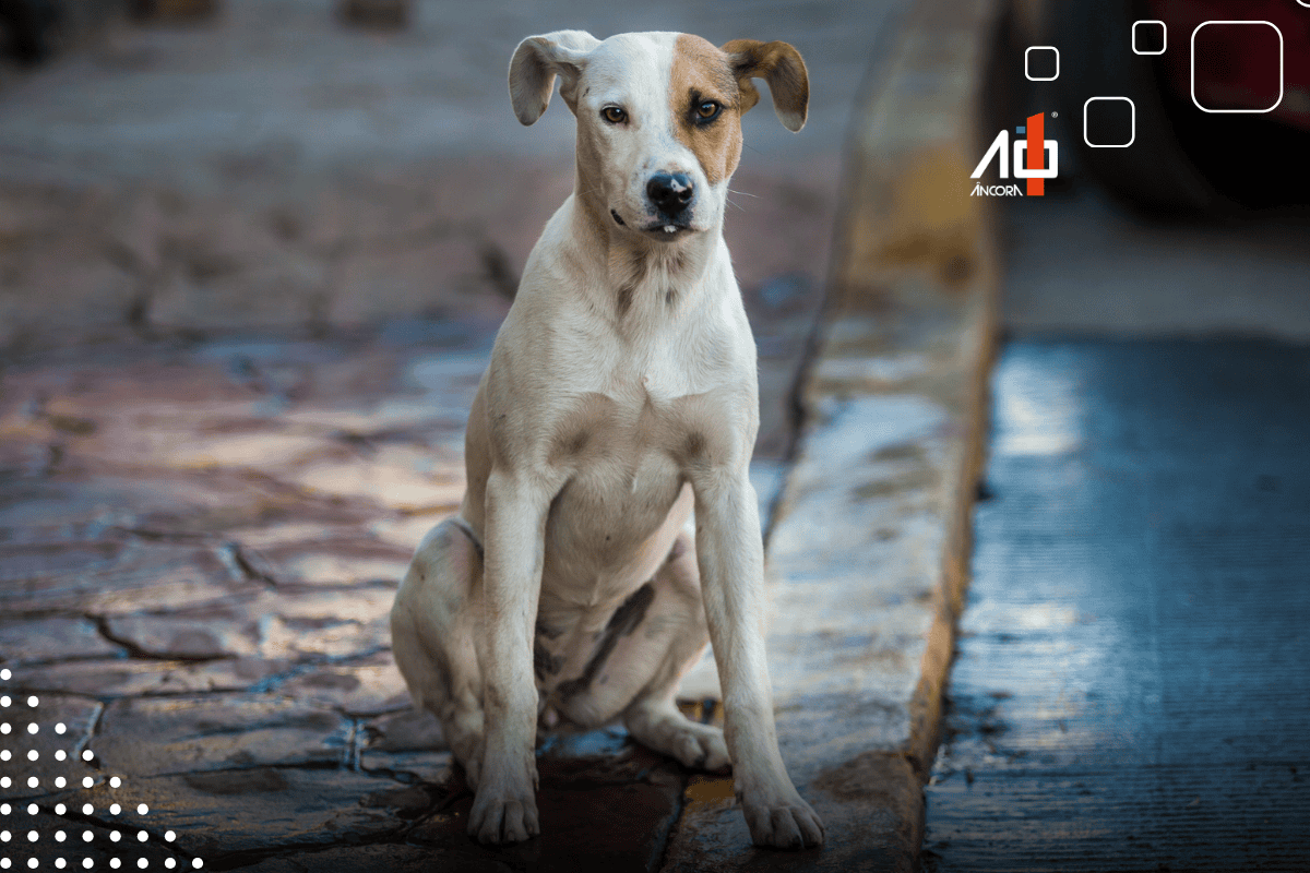 Descrição da imagem