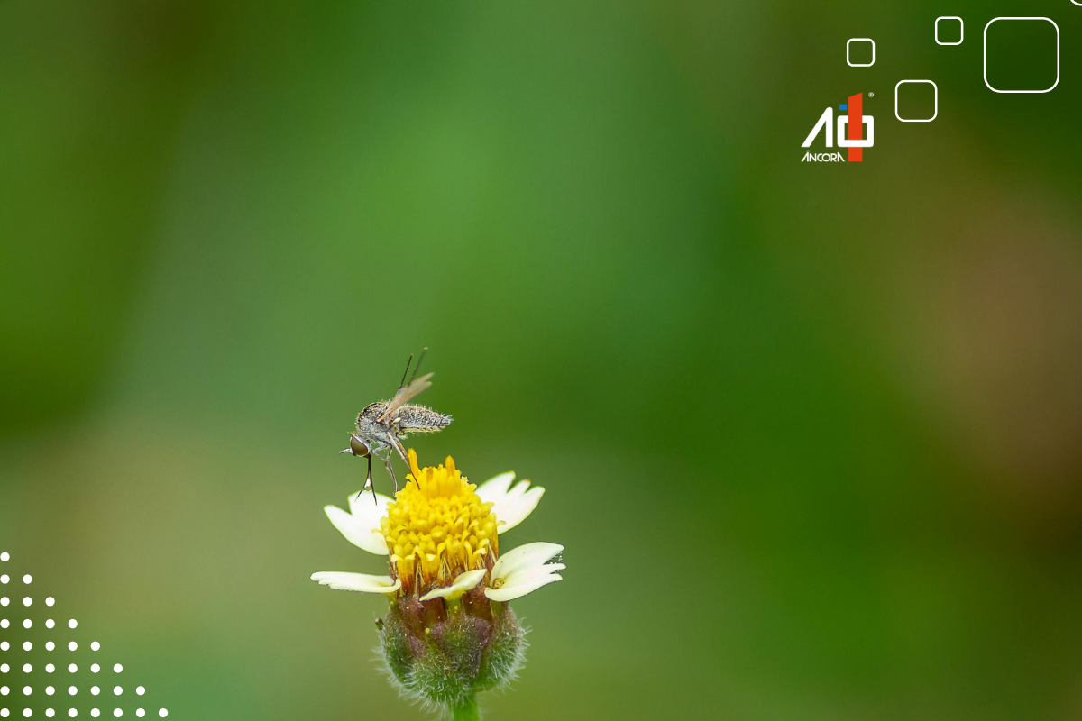 Descrição da imagem