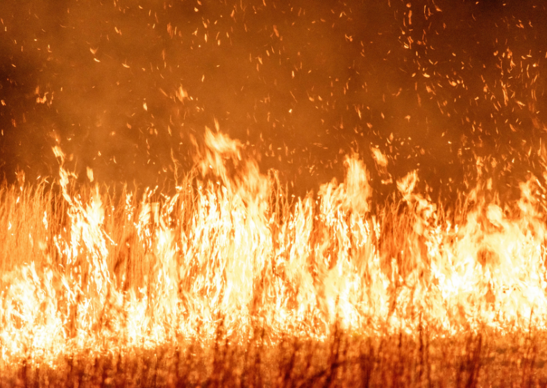 Descrição da imagem