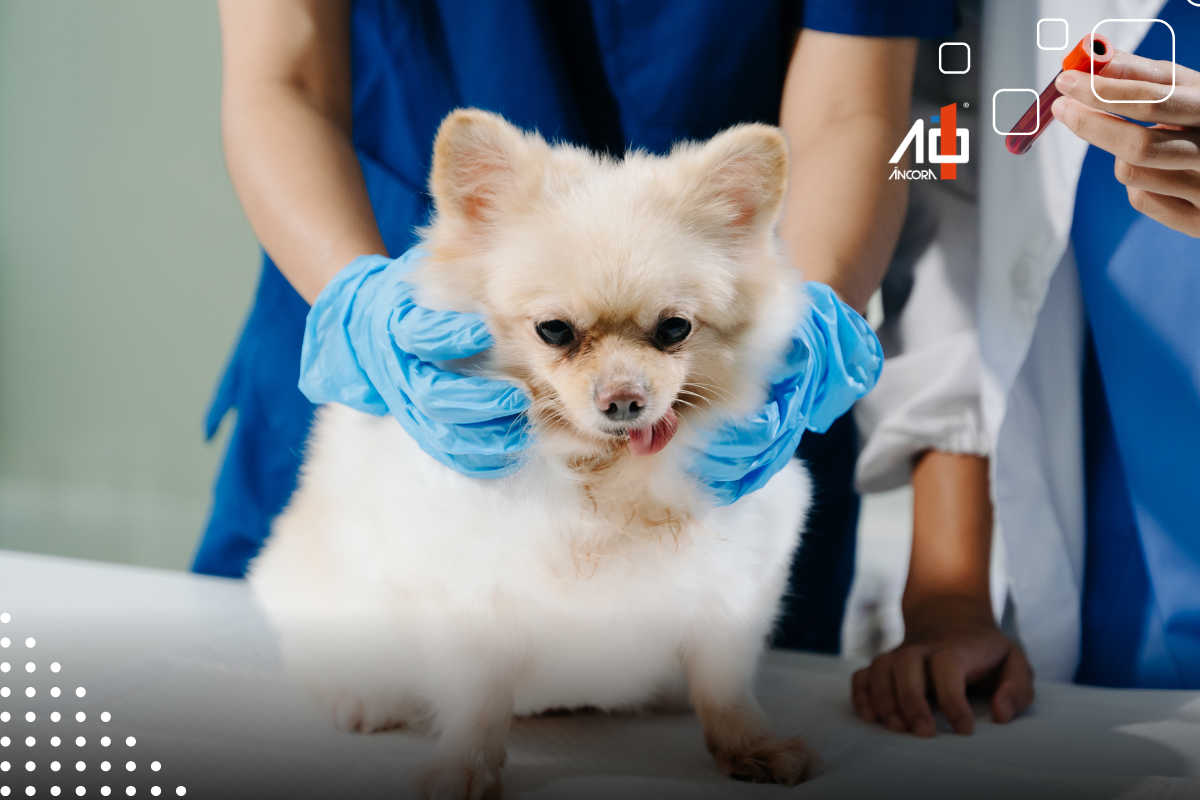 Descrição da imagem