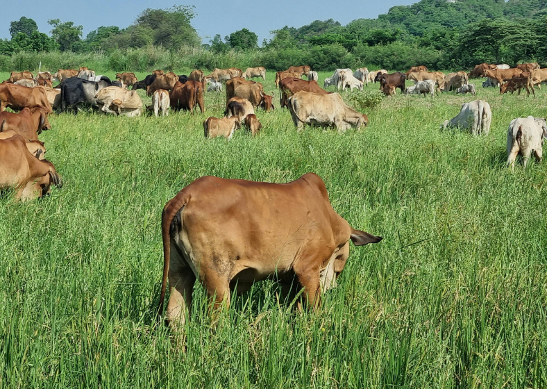Descrição da imagem