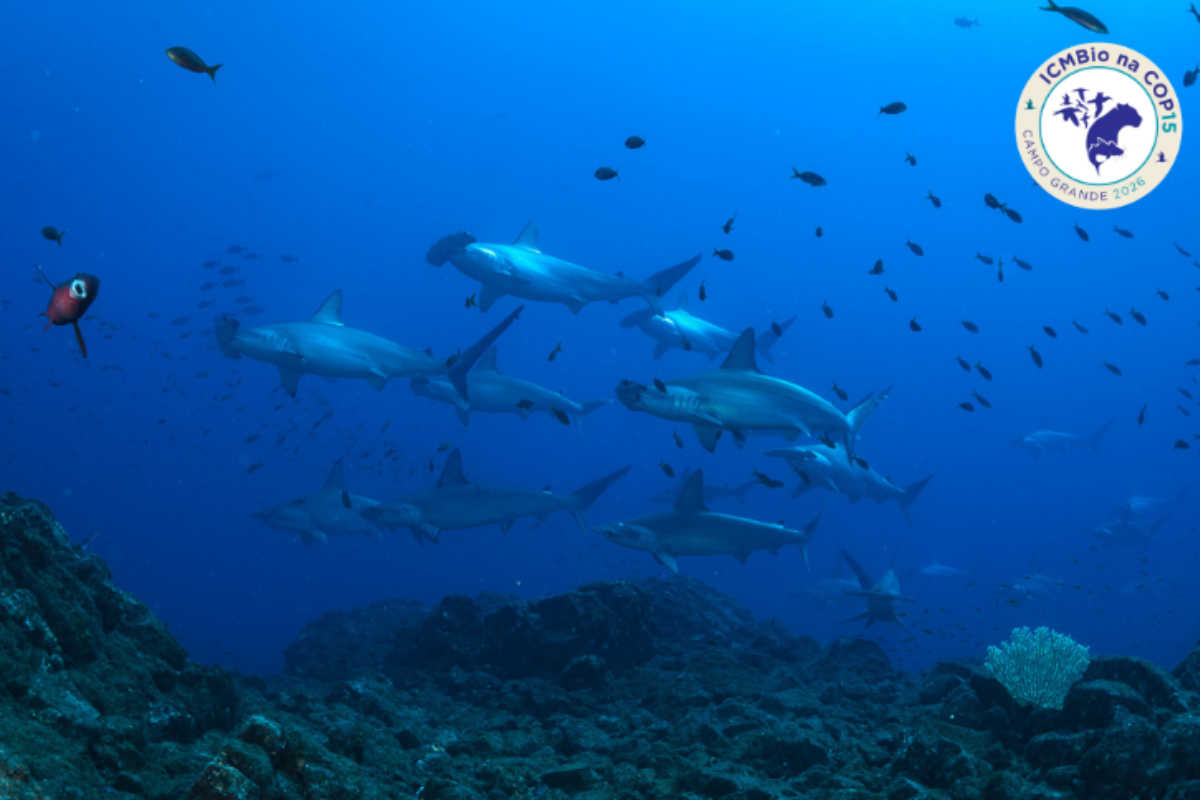 Descrição da imagem