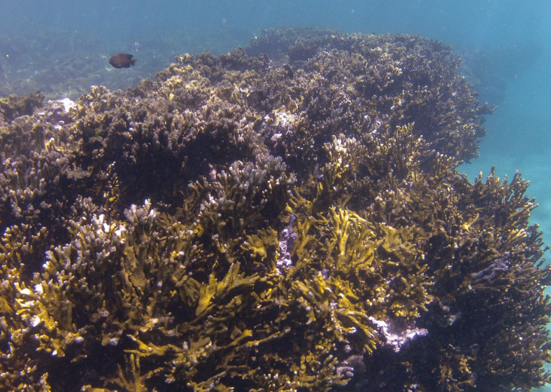 Descrição da imagem