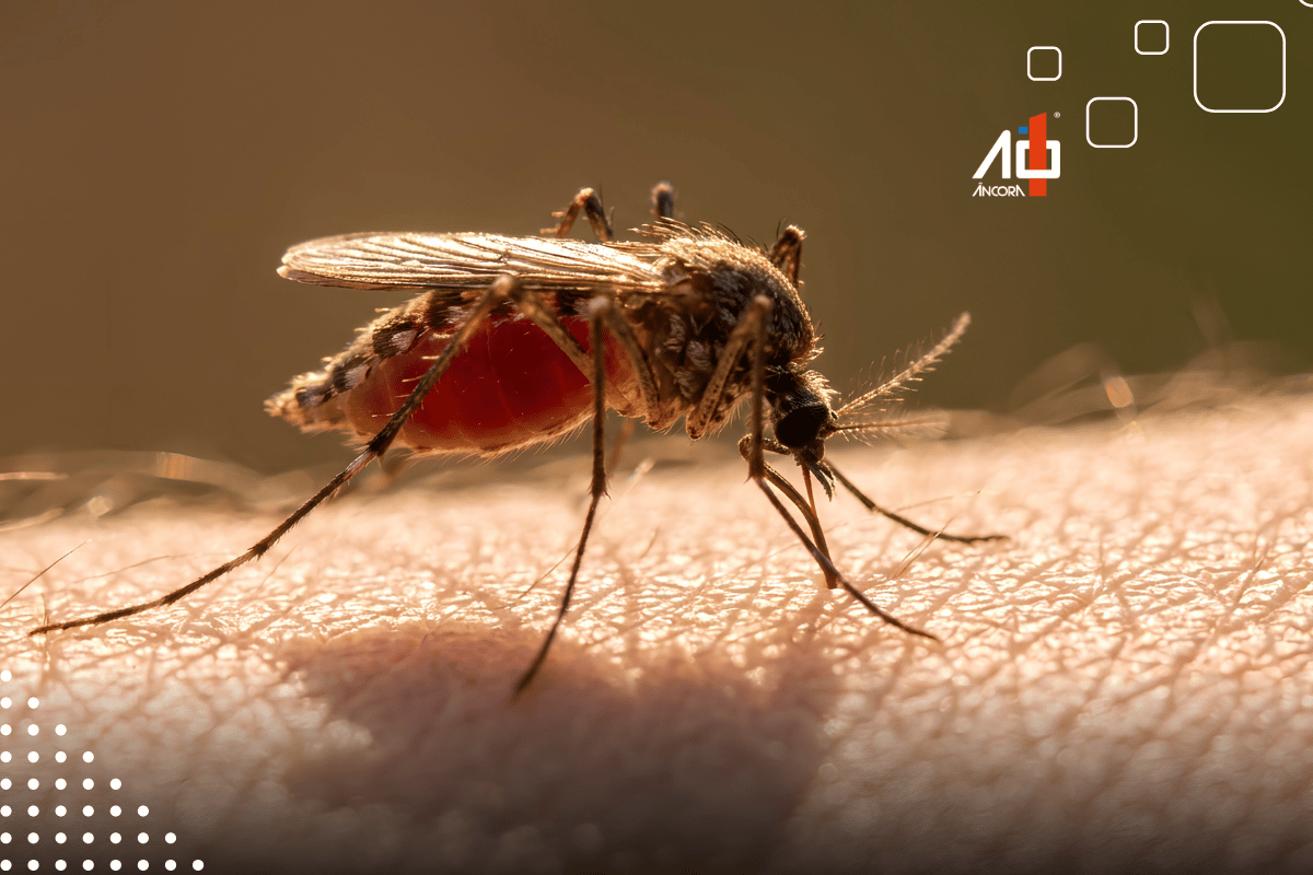 Descrição da imagem