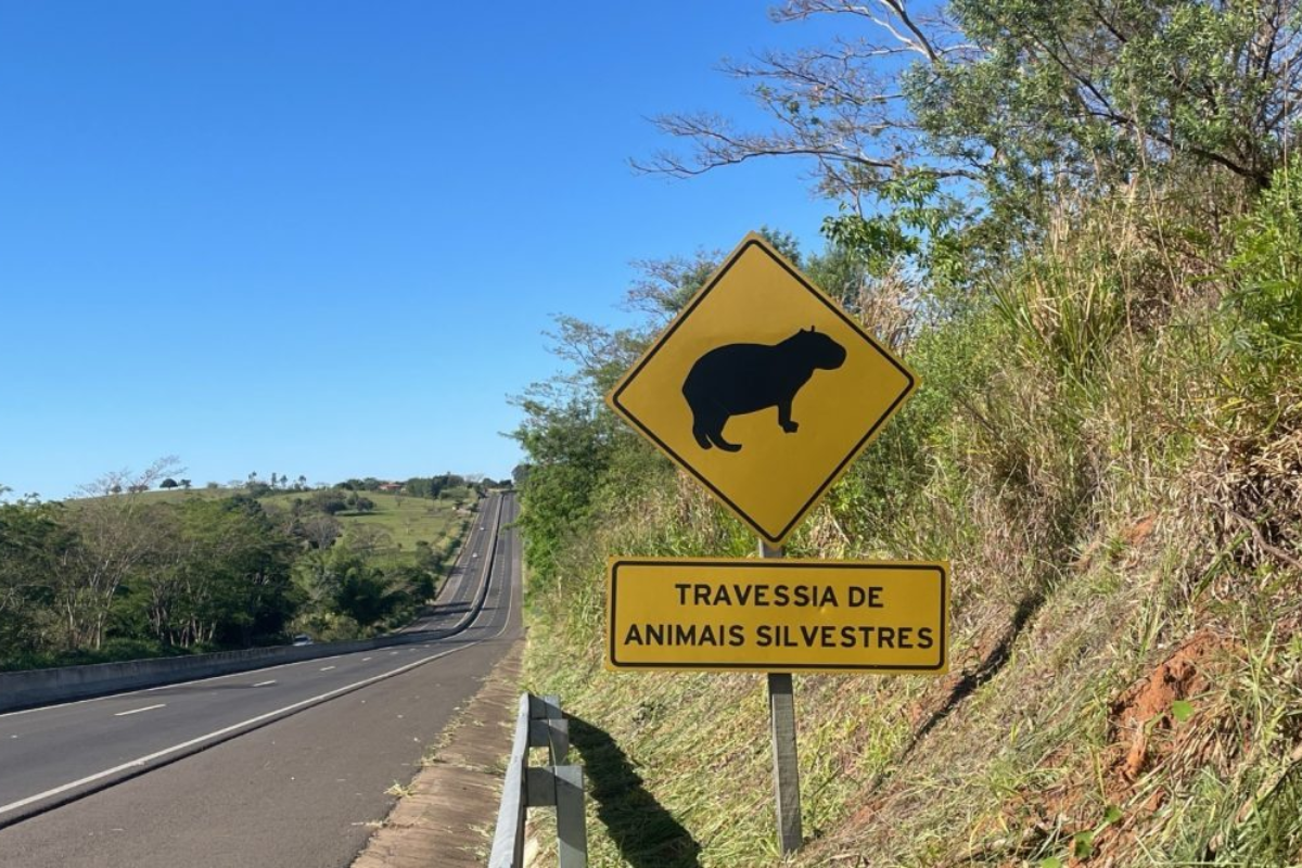 Descrição da imagem