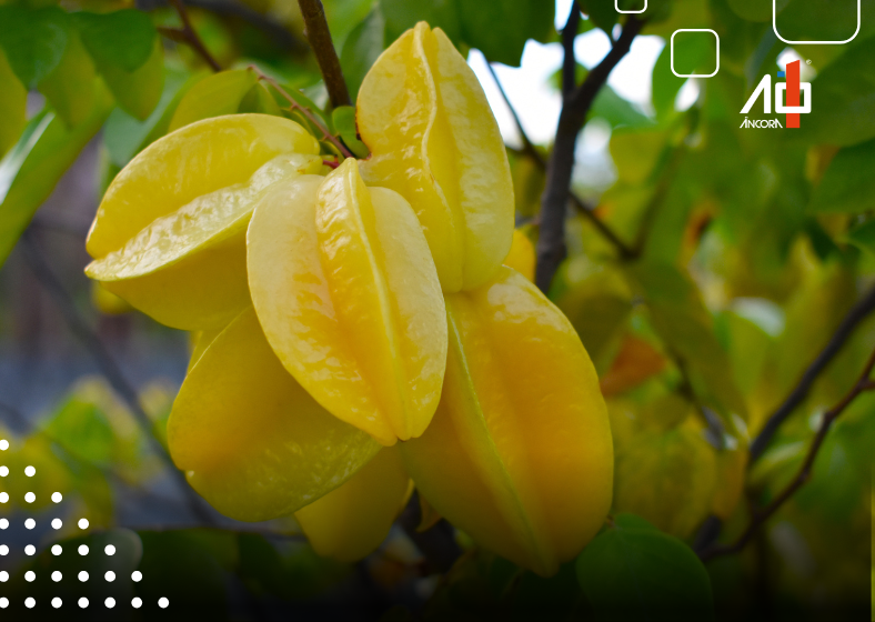 Descrição da imagem