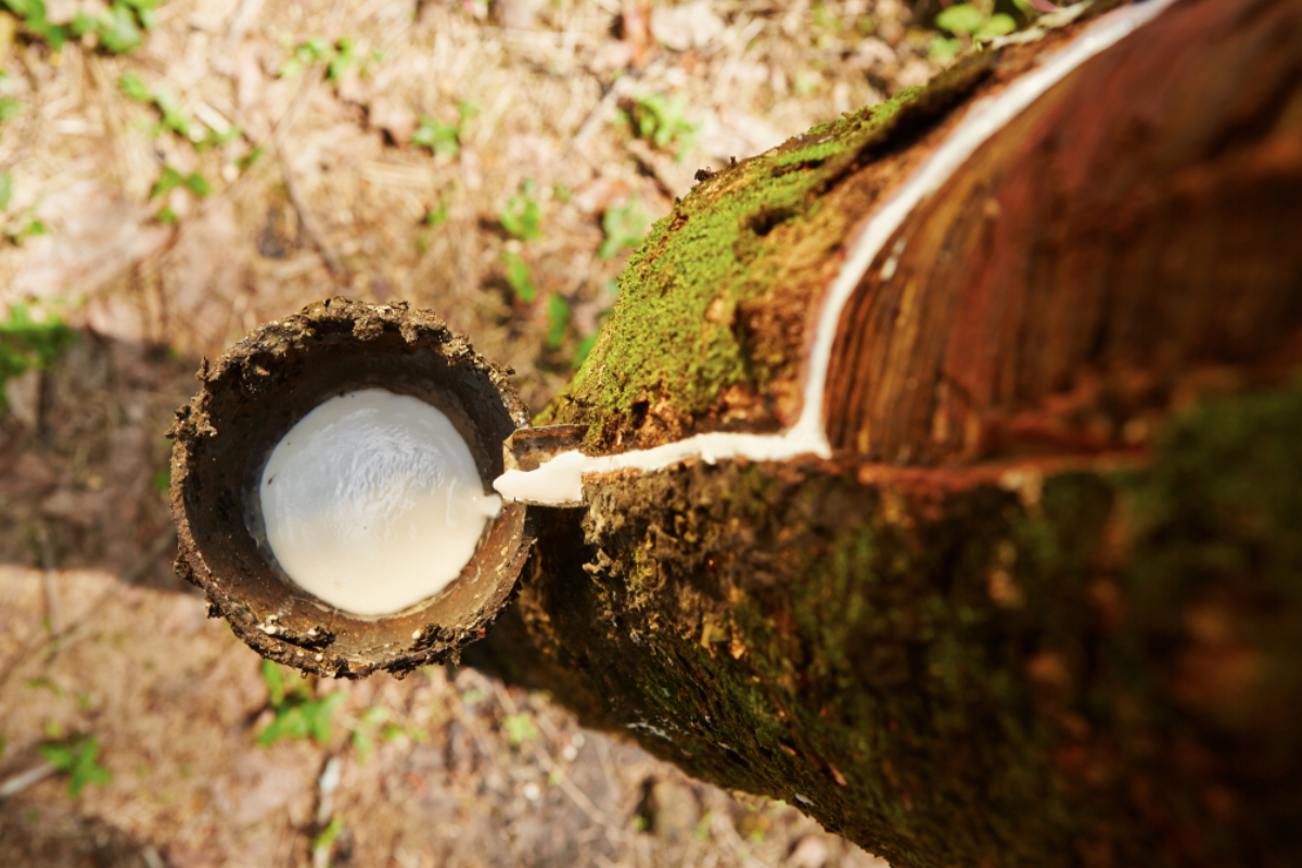 Descrição da imagem