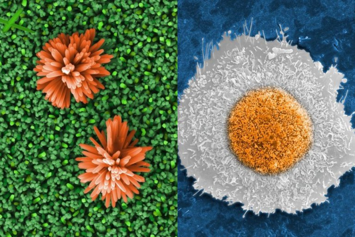 Descrição da imagem