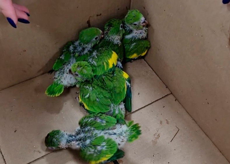 Descrição da imagem