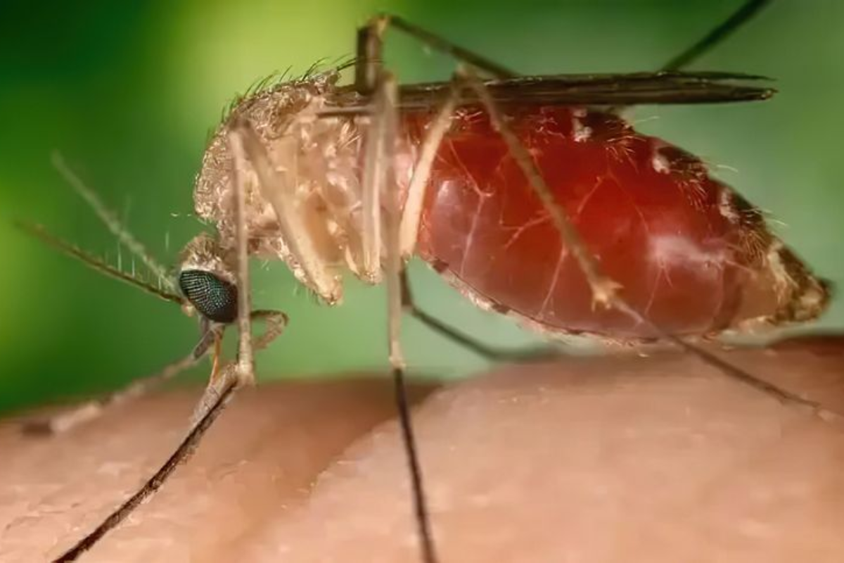 Descrição da imagem