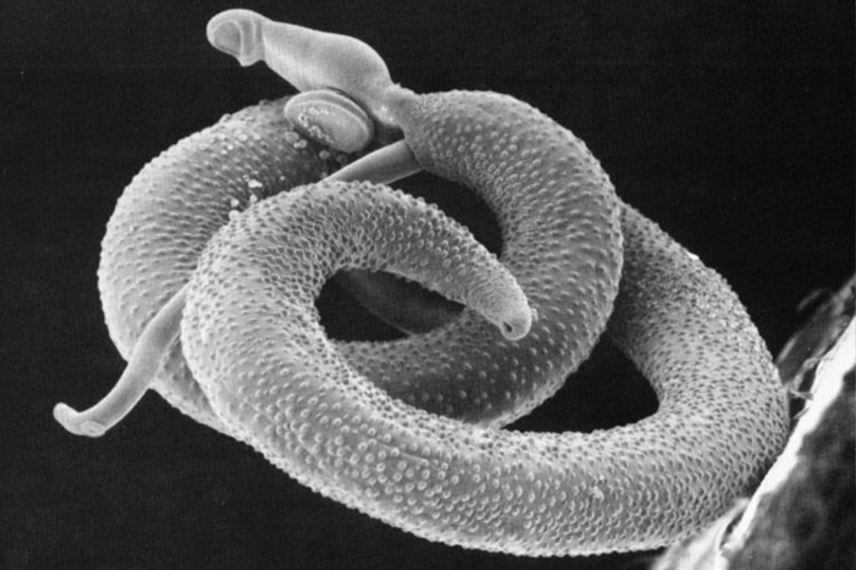 Descrição da imagem