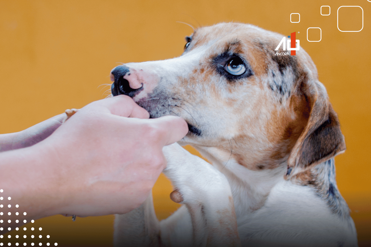 Descrição da imagem