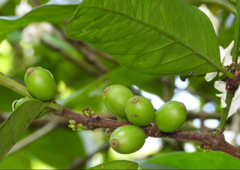 Descrição da imagem