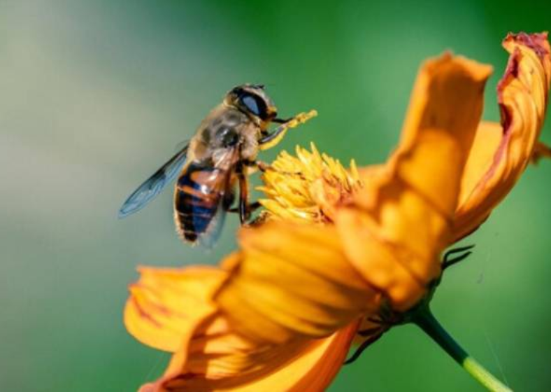 Descrição da imagem