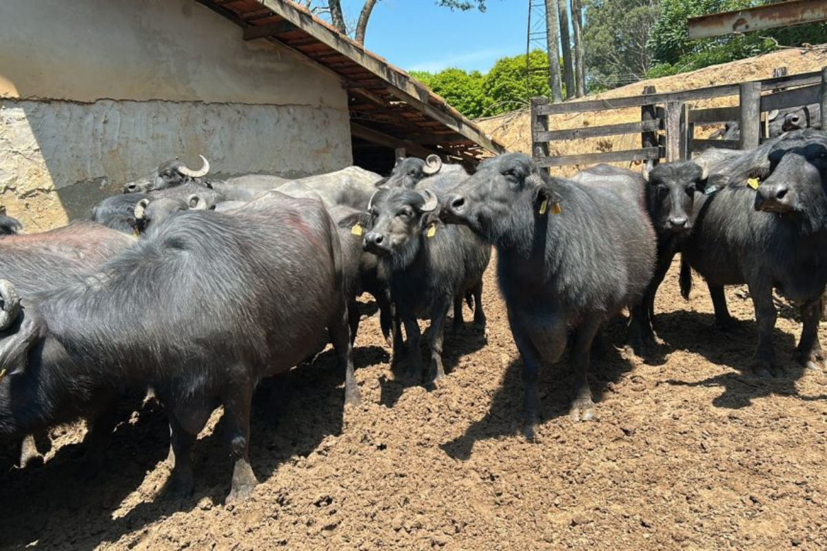 Descrição da imagem