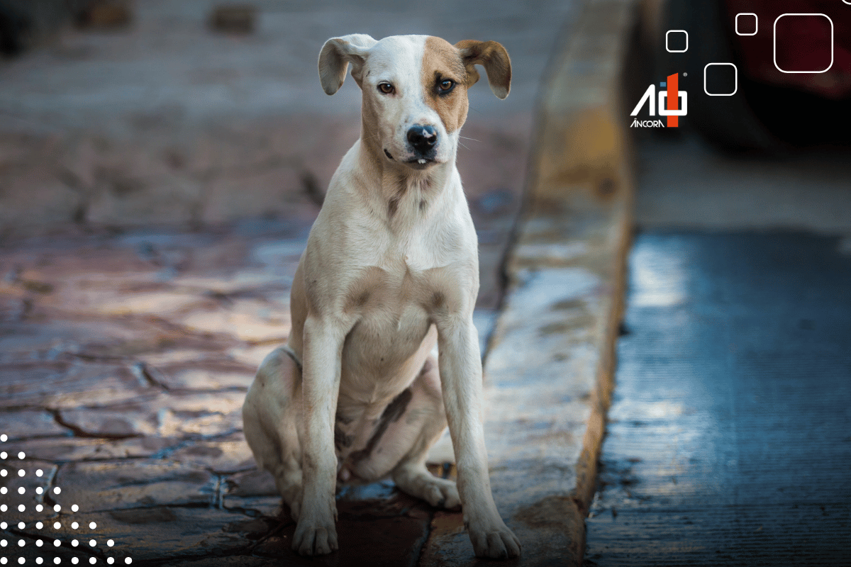 Descrição da imagem