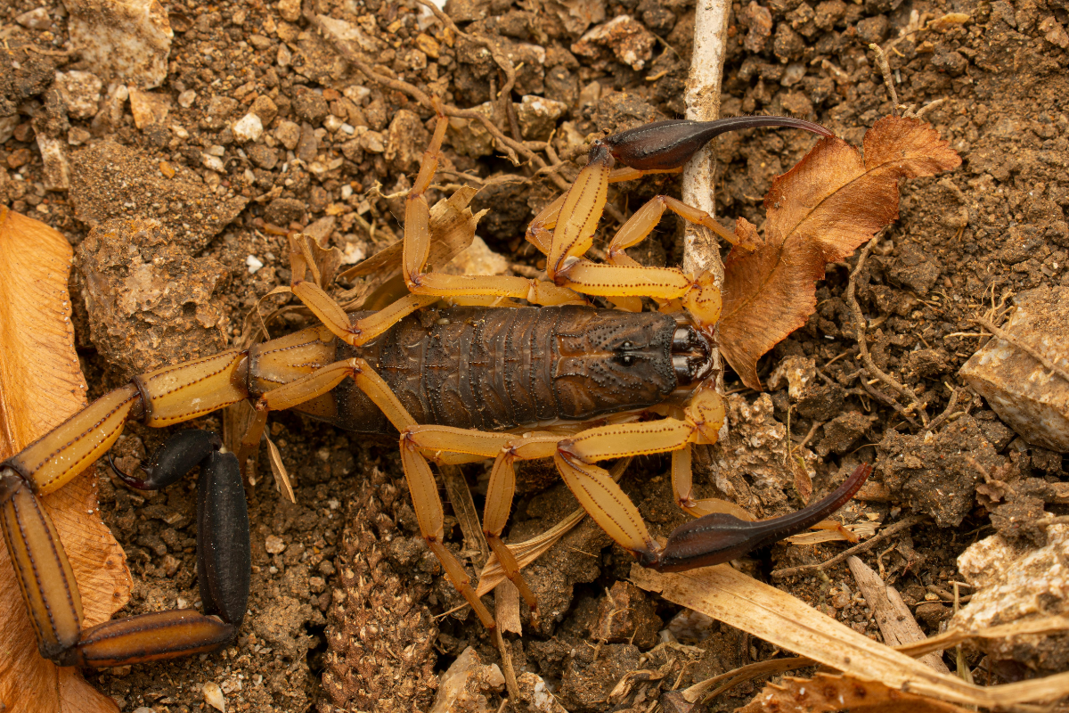 Descrição da imagem