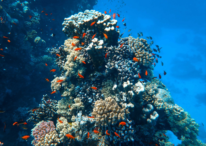 Descrição da imagem