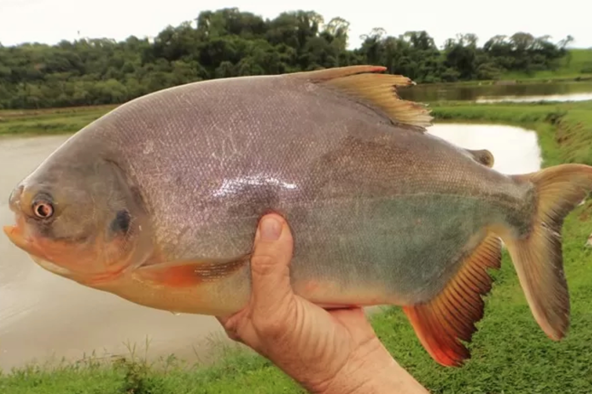 Descrição da imagem