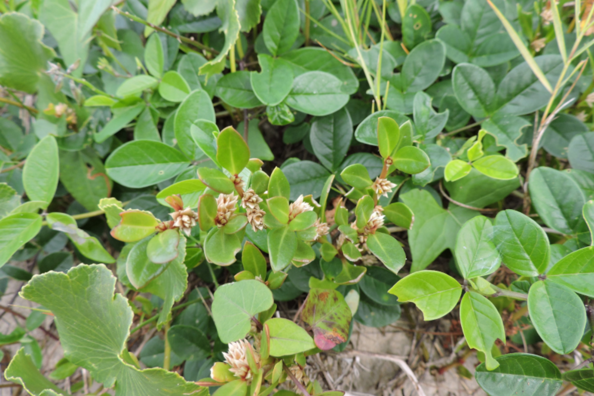 Descrição da imagem