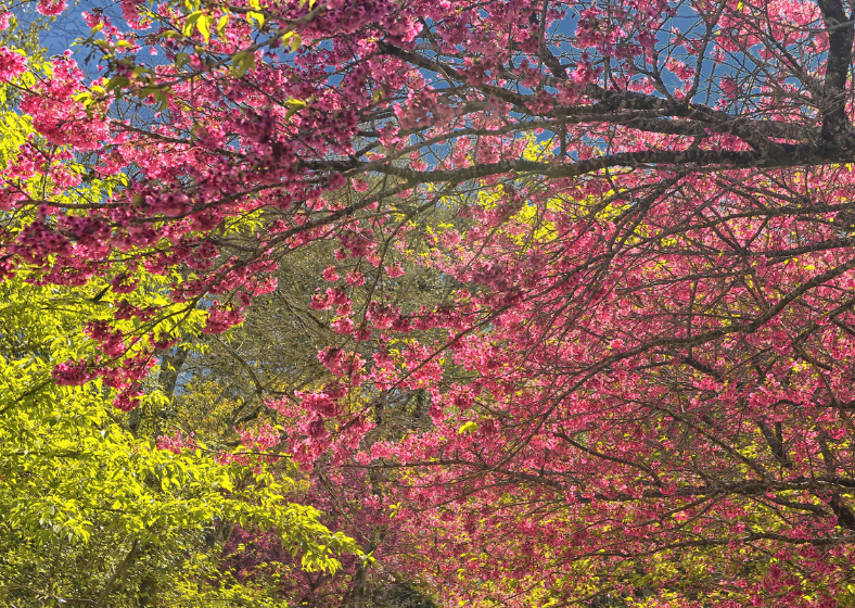 Descrição da imagem