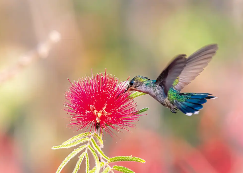 Descrição da imagem