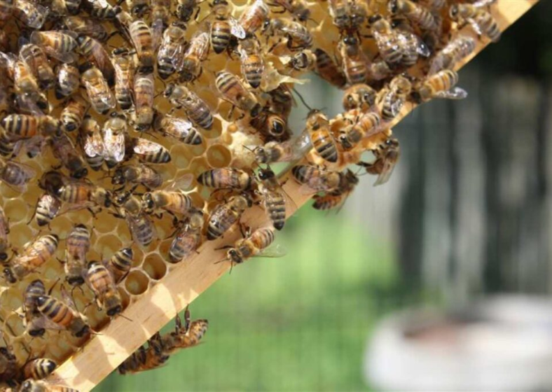 Descrição da imagem