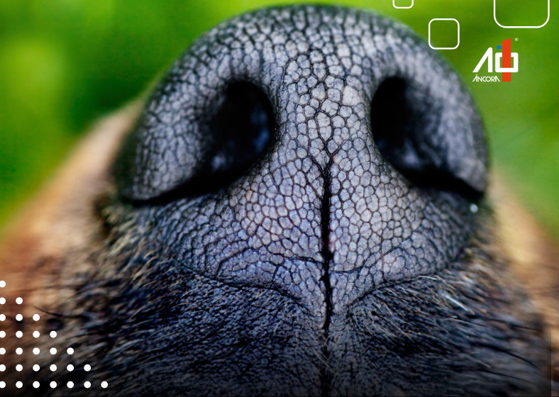 Descrição da imagem