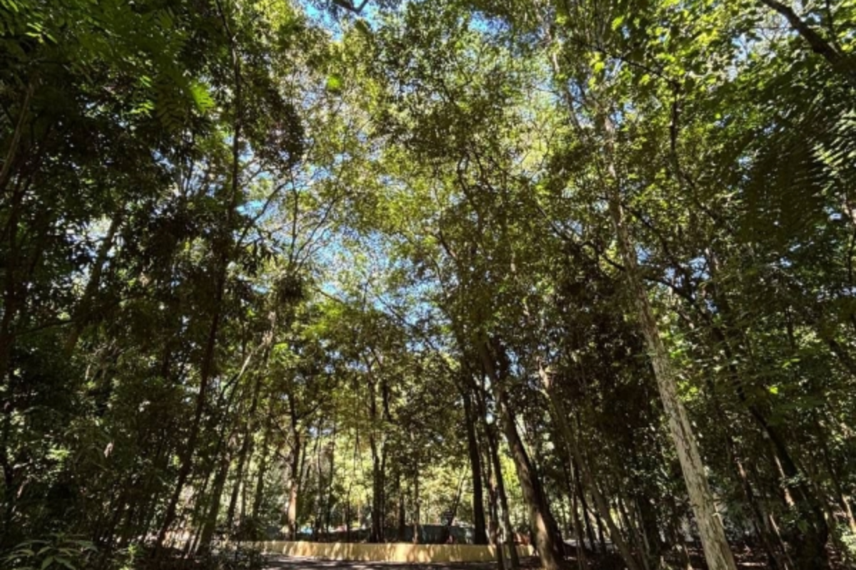 Descrição da imagem