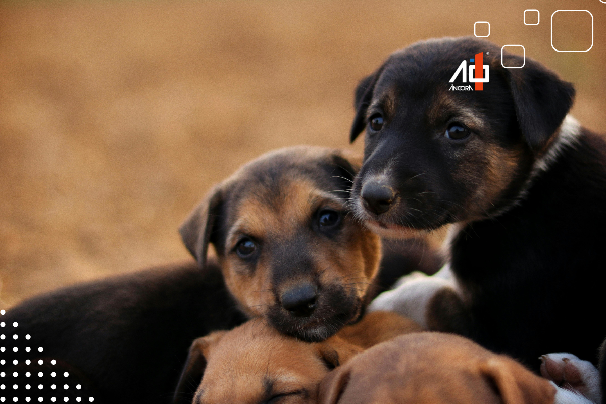 Descrição da imagem