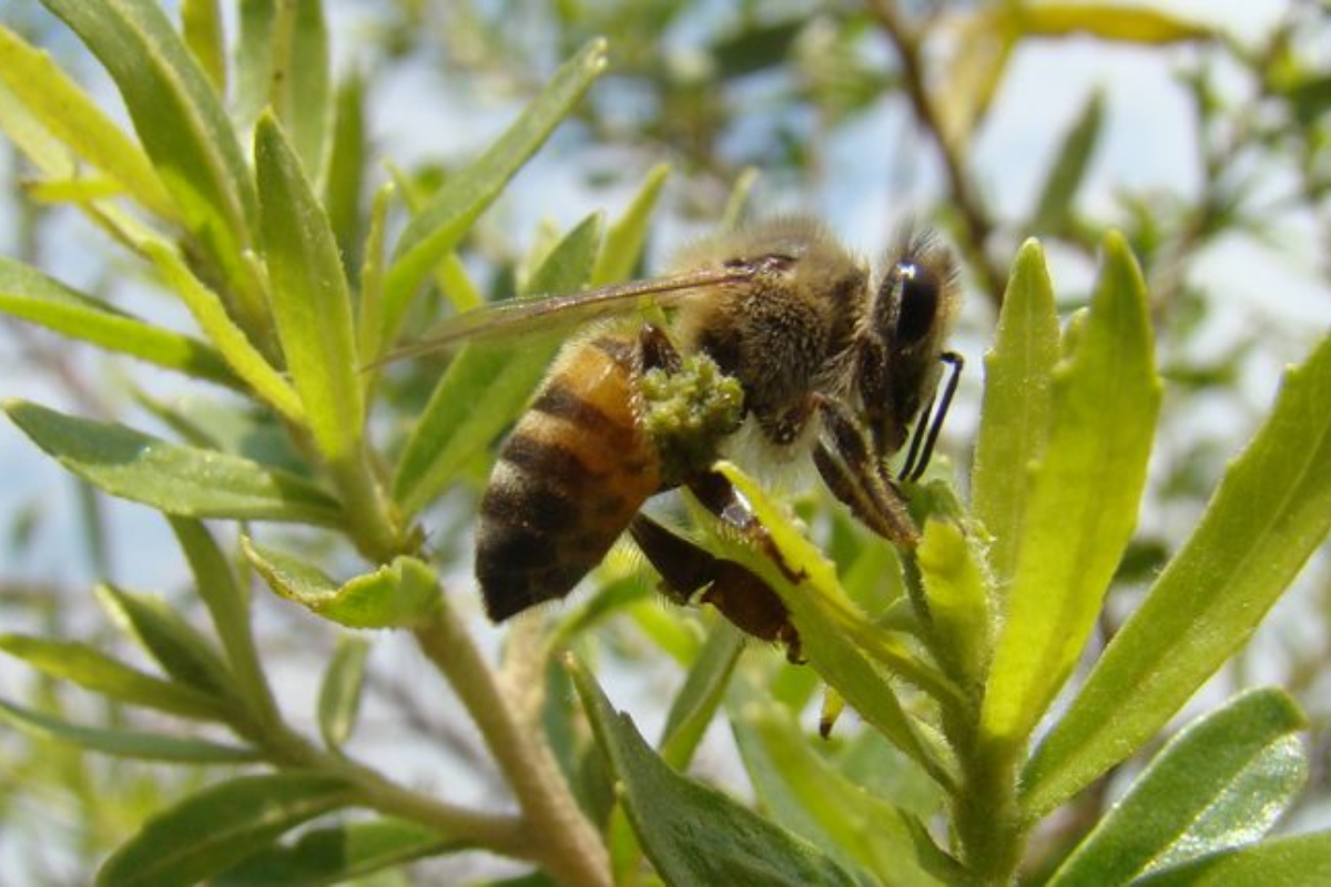 Descrição da imagem