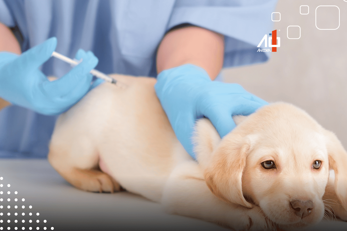 Descrição da imagem