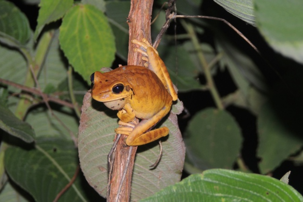 Descrição da imagem