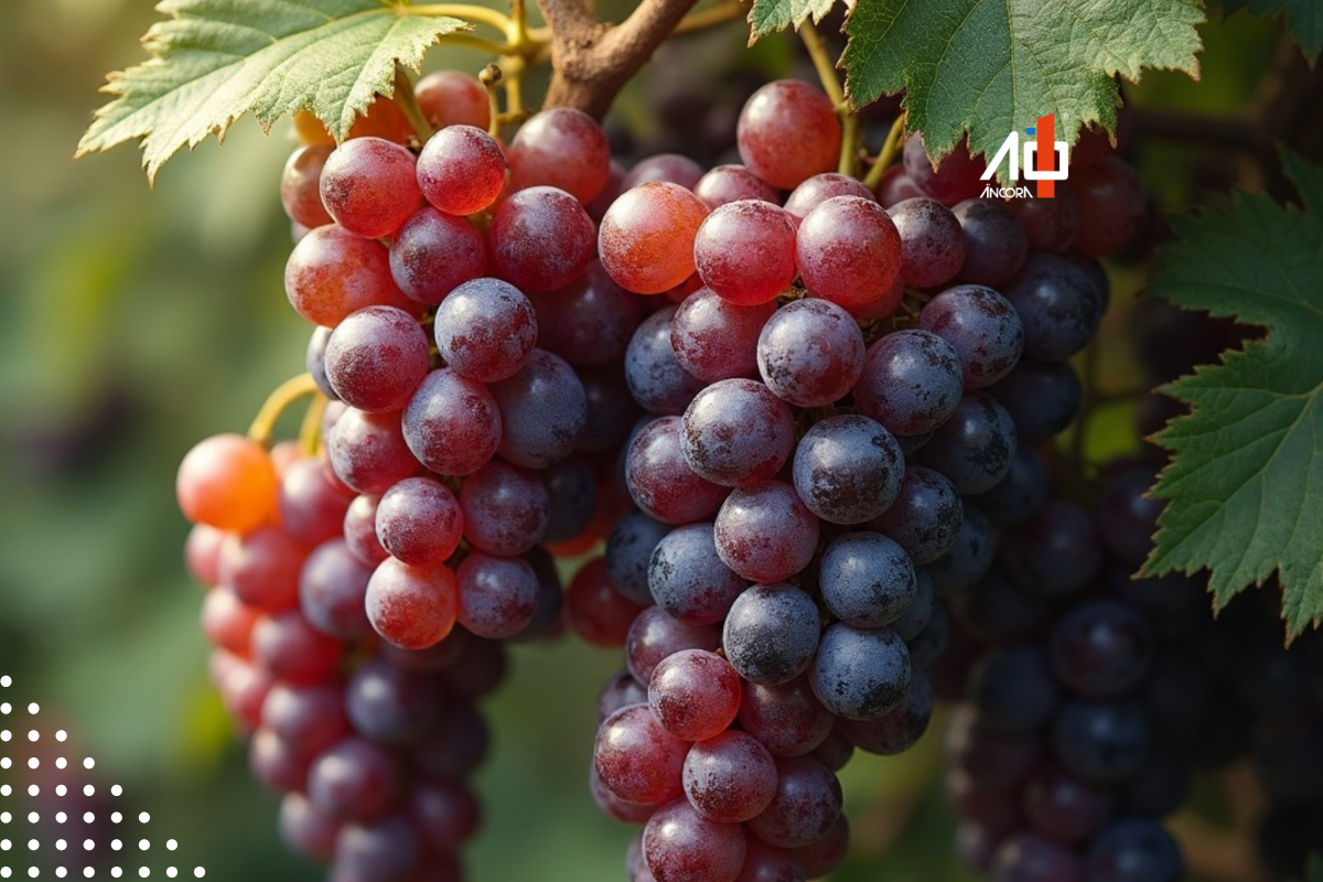 Descrição da imagem