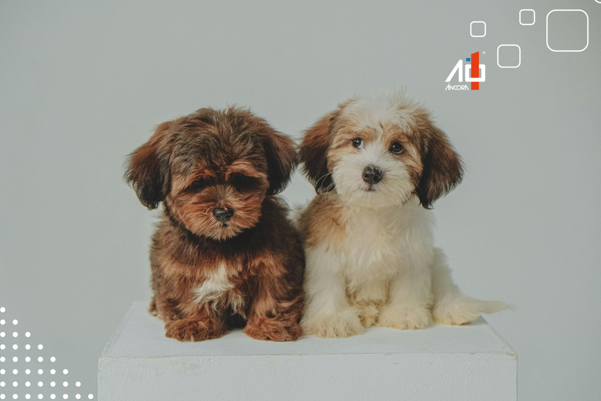 Descrição da imagem