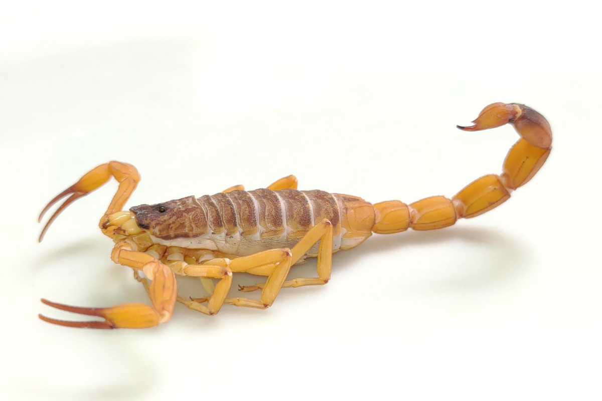 Descrição da imagem