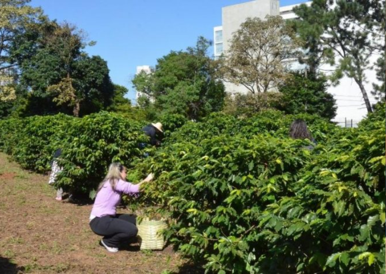 Descrição da imagem
