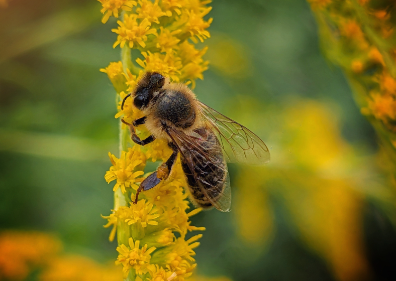 Descrição da imagem