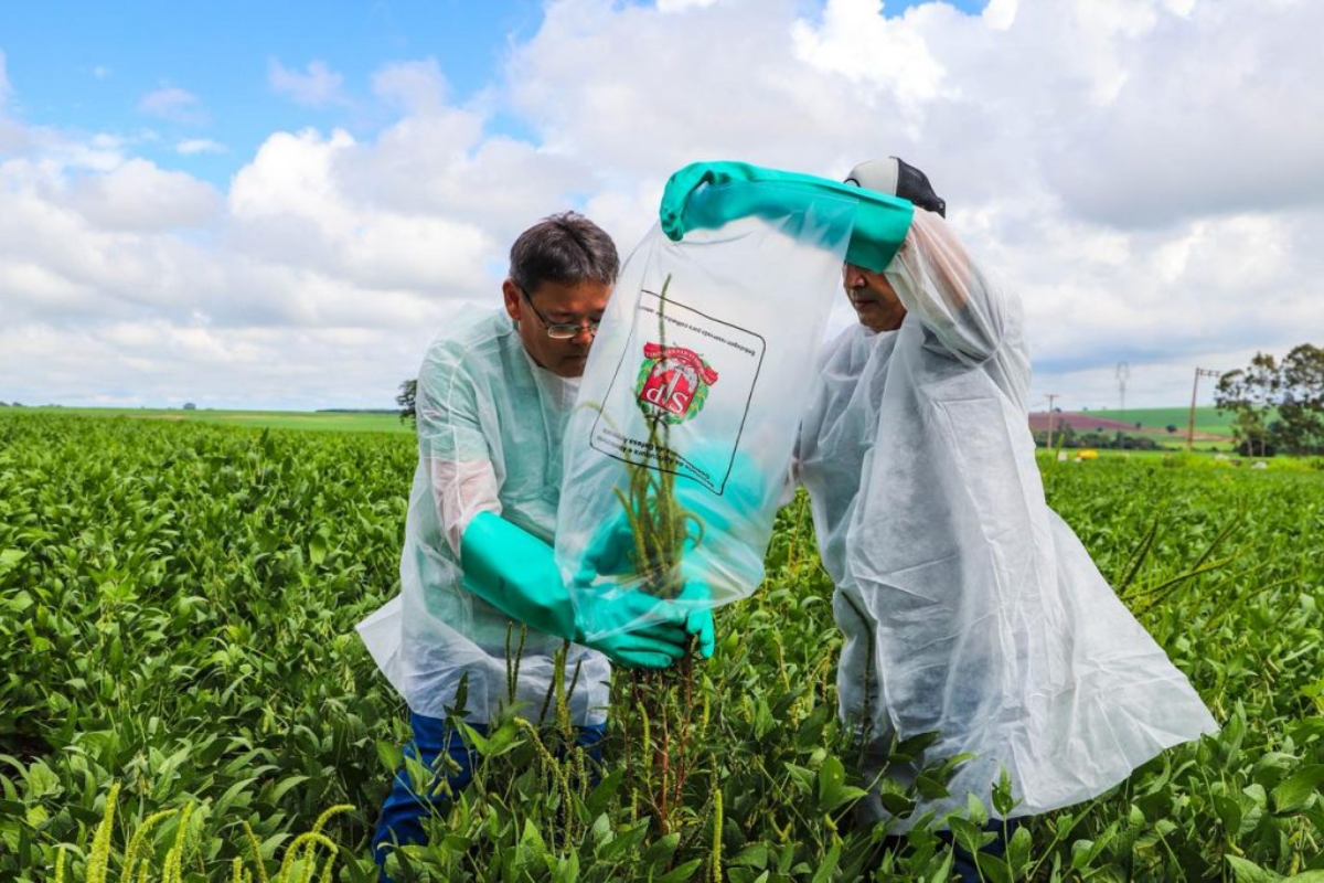 Descrição da imagem