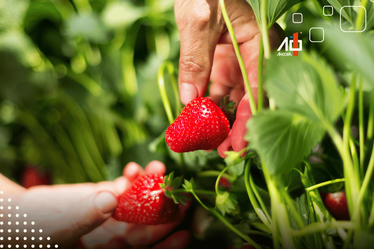 Descrição da imagem