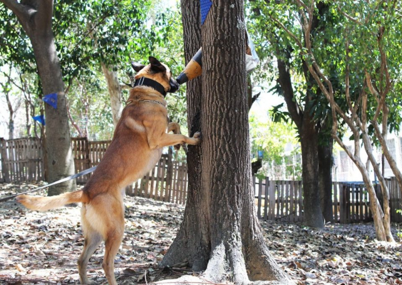 Descrição da imagem